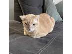 Adopt Harvey a Orange or Red Tabby Domestic Mediumhair cat in Tampa
