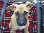 Adopt ELEKTRA a German Shepherd Dog / Pit Bull Terrier / Mixed dog in Tustin