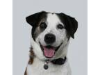 Adopt Rocker a Labrador Retriever / Border Collie / Mixed dog in San Luis