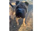 Adopt Ralph a Tan/Yellow/Fawn Shar Pei / Mixed dog in Lake Forest, CA (39187472)
