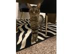 Adopt Ace a Gray, Blue or Silver Tabby Domestic Shorthair / Mixed (short coat)