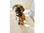 Adopt Frank a Australian Cattle Dog / Pit Bull Terrier / Mixed dog in Vernon