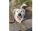 Adopt Wooley Bully a Husky / Mixed dog in Burnaby, BC (39181078)