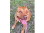 Adopt Tank a Pit Bull Terrier / Mixed dog in Burnaby, BC (39181071)