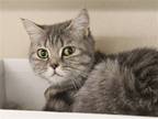 Adopt FERN a British Shorthair / Mixed (medium coat) cat in Denver