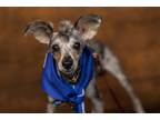 Adopt Chewy a Gray/Blue/Silver/Salt & Pepper Schnauzer (Miniature) / Mixed dog