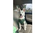 Adopt Bolt a White Husky / American Eskimo Dog / Mixed dog in Fort Dix