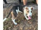 Adopt Dixie a Beagle dog in Fern Park, FL (39186915)