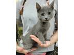 Adopt Gal a Gray or Blue Domestic Shorthair (short coat) cat in Dickson