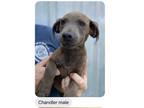 Adopt Chandler (Mom-Coco) a Gray/Blue/Silver/Salt & Pepper American