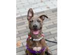 Adopt Princess Mariann a Gray/Blue/Silver/Salt & Pepper Pit Bull Terrier / Mixed