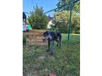 Adopt Laika a Black - with Gray or Silver Pointer / Hound (Unknown Type) / Mixed