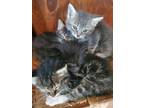 Adopt Kittens a Gray or Blue Domestic Mediumhair / Mixed cat in Reseda