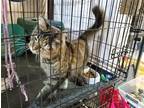 Adopt Natalia a Brown Tabby Domestic Mediumhair / Mixed (medium coat) cat in