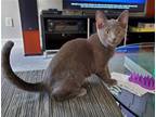 Adopt GiGi a Gray or Blue (Mostly) Russian Blue / Mixed (short coat) cat in