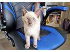 Adopt ZsaZsa a Cream or Ivory (Mostly) Siamese / Mixed (medium coat) cat in