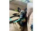 Adopt Mila a Brown/Chocolate - with Black Belgian Malinois / Mixed dog in