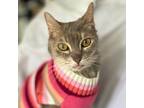 Adopt JERSEY a Gray, Blue or Silver Tabby Domestic Mediumhair (medium coat) cat