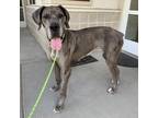 Adopt Daisy a Gray/Silver/Salt & Pepper - with Black Great Dane / Mixed dog in