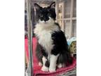 Adopt Shadow a Black & White or Tuxedo Domestic Longhair / Mixed (long coat) cat