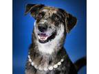 Adopt Mosey a Black Australian Cattle Dog / Mixed dog in Newark, DE (39188986)
