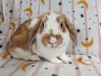 Adopt Amaretti a White Mini Lop / Mixed (short coat) rabbit in Livermore