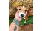Adopt Addison a Collie / Mixed dog in Salem, WI (39166899)