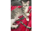 Adopt Tyra a Gray, Blue or Silver Tabby Domestic Shorthair / Mixed (short coat)