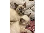 Adopt Harmony a Siamese / Mixed (short coat) cat in Scottsboro, AL (39186154)