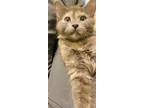 Adopt Abby a Maine Coon / Mixed (medium coat) cat in Scottsboro, AL (39186149)