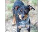 Adopt Pete a Black Australian Cattle Dog / Mixed dog in Abilene, TX (39188936)
