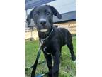 Adopt Karl a Black Labrador Retriever / Great Pyrenees dog in Kelowna