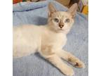 Adopt Angelica (MC) a Cream or Ivory (Mostly) Siamese / Mixed (short coat) cat