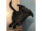 Adopt Venita a Labrador Retriever / German Shepherd Dog / Mixed dog in Des