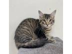Adopt Grits a Brown or Chocolate Maine Coon / Mixed cat in Donalsonville