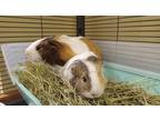 Adopt Pika a Guinea Pig small animal in Vancouver, WA (39162646)