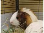 Adopt Piper a Guinea Pig small animal in Vancouver, WA (39162644)
