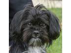 Adopt Checkers a Black - with White Lhasa Apso / Cairn Terrier / Mixed dog in