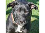 Adopt Ferdinand a Black - with White American Staffordshire Terrier / American