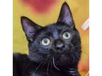 Adopt Lil Bit a Black (Mostly) Bombay / Mixed (short coat) cat in Huntley