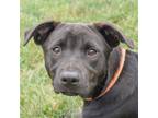 Adopt Maya a Black - with White Border Collie / Labrador Retriever / Mixed dog