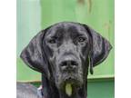 Adopt Salem a Black - with White Great Dane / Mixed dog in Huntley