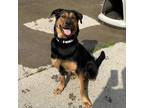 Adopt Hestia a Black Rottweiler / Mixed Breed (Large) / Mixed dog in Canastota