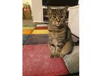 Adopt Ava a Gray, Blue or Silver Tabby Domestic Mediumhair / Mixed (medium coat)