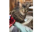 Adopt Lisa Marie a Brown Tabby Domestic Shorthair (short coat) cat in Virginia