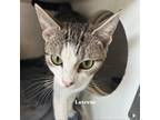 Adopt Laverne a White Domestic Shorthair / Mixed cat in Madisonville