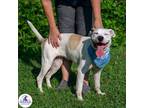Adopt Poppy a White - with Tan, Yellow or Fawn Pit Bull Terrier / Mixed dog in