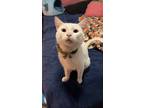 Adopt Frankie a White Turkish Van / Mixed (short coat) cat in Las Vegas