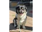 Adopt Tilly a Corgi / Pekingese / Mixed dog in Omaha, NE (39178506)