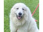 Adopt Humphrey a White Great Pyrenees / Mixed dog in Locust Fork, AL (39136197)